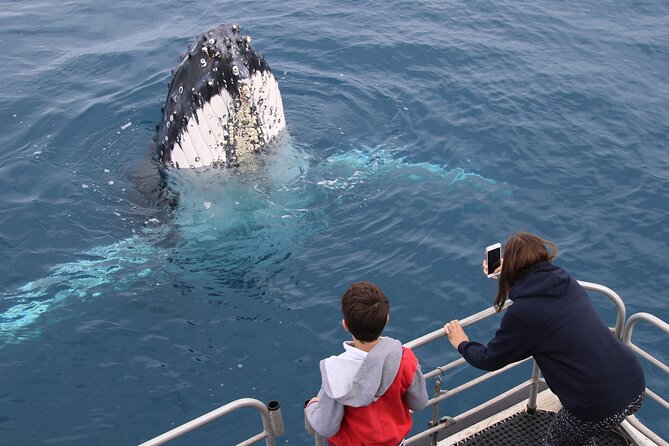 Hervey Bay Whale Watching Cruise - How the whale guarantee affects the value