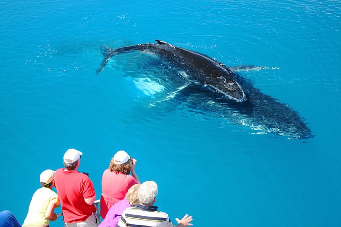 Hervey Bay Whale Watching Cruise - Leaving Great Sandy Straits Marina in Urangan