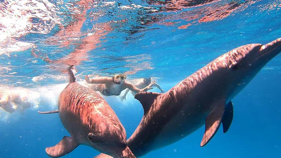 Hurghada: Orange Bay Snorkeling cruise and optional diving - Should you book the Orange Bay cruise?