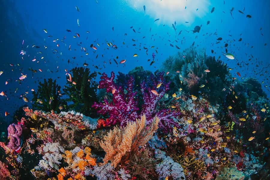Hurghada: Orange Bay Snorkeling cruise and optional diving - A buffet lunch with familiar Egyptian dishes