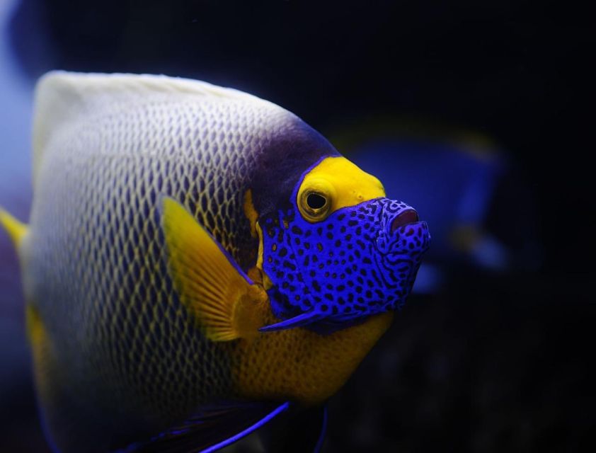 Hurghada: Orange Bay Snorkeling cruise and optional diving - Small details that make the day easier