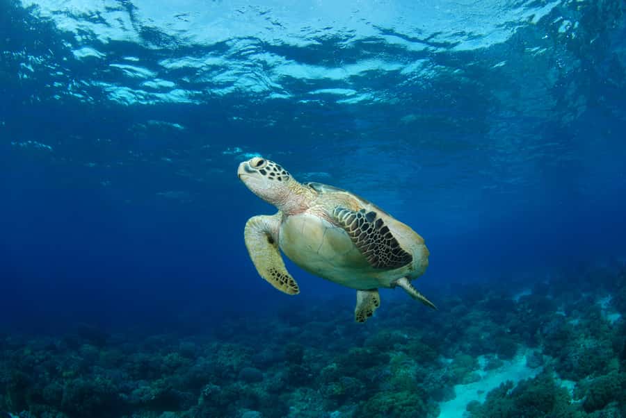 Hurghada: Turtle Bay Speedboat Tour with Snorkeling - A private start from Hurghada