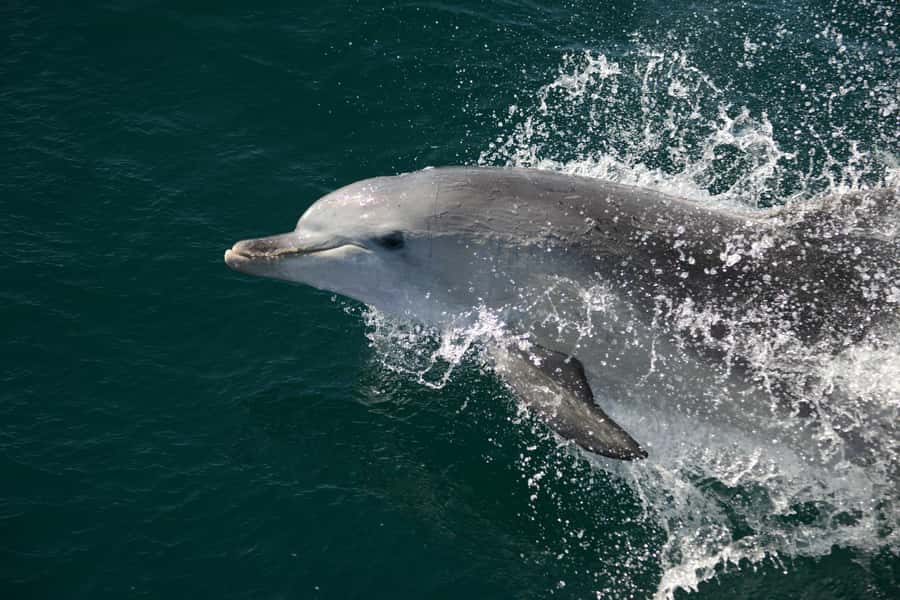 Jervis Bay: 2-Hour Cruise of Jervis Bay Passage - Is $63 Good Value for Two Hours?
