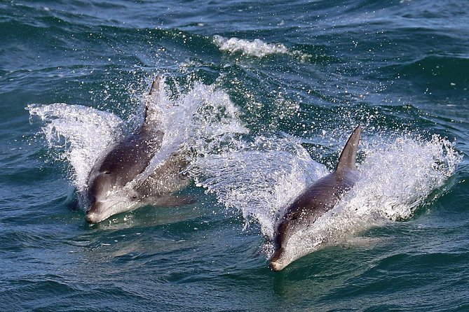 Jervis Bay Dolphin Cruise - How long is 90 minutes in practice?
