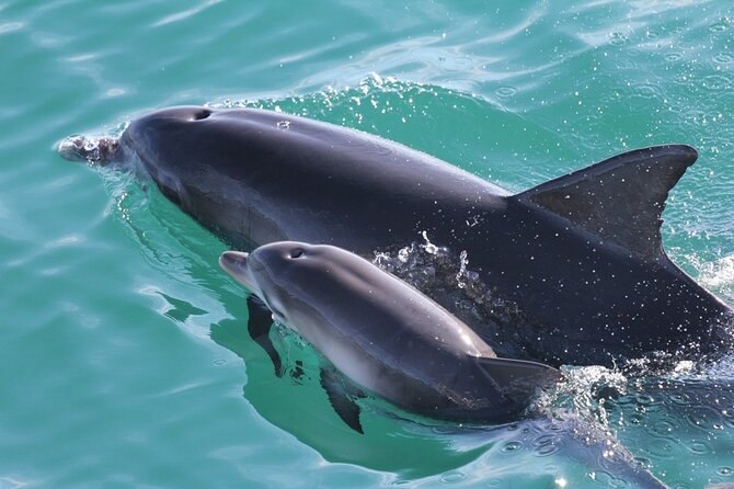 Jervis Bay Dolphin Cruise - The price and what you receive