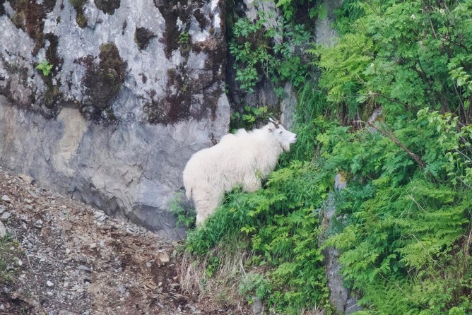 Kenai Fjords and Resurrection Bay Half-Day Wildlife Cruise - Quick points before you book