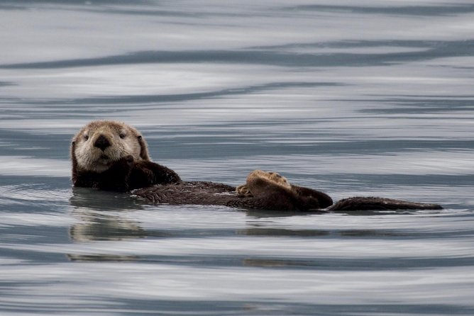 Kenai Fjords and Resurrection Bay Half-Day Wildlife Cruise - Leaving Seward Harbor for Resurrection Bay