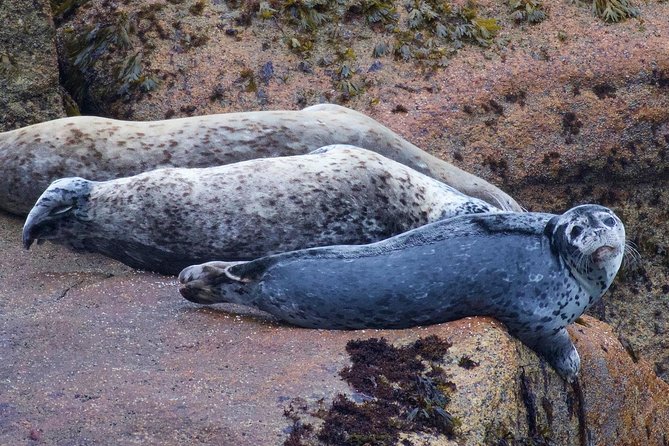 Kenai Fjords and Resurrection Bay Half-Day Wildlife Cruise - What the four-hour route really gives you