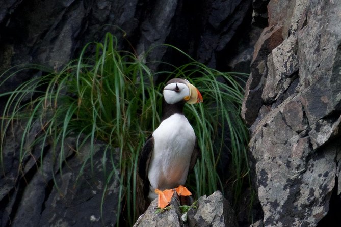 Kenai Fjords and Resurrection Bay Half-Day Wildlife Cruise - Boat comfort, food, and motion sickness