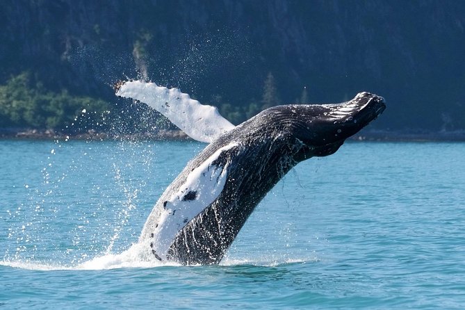 Kenai Fjords and Resurrection Bay Half-Day Wildlife Cruise - Is the $165.93 price fair?