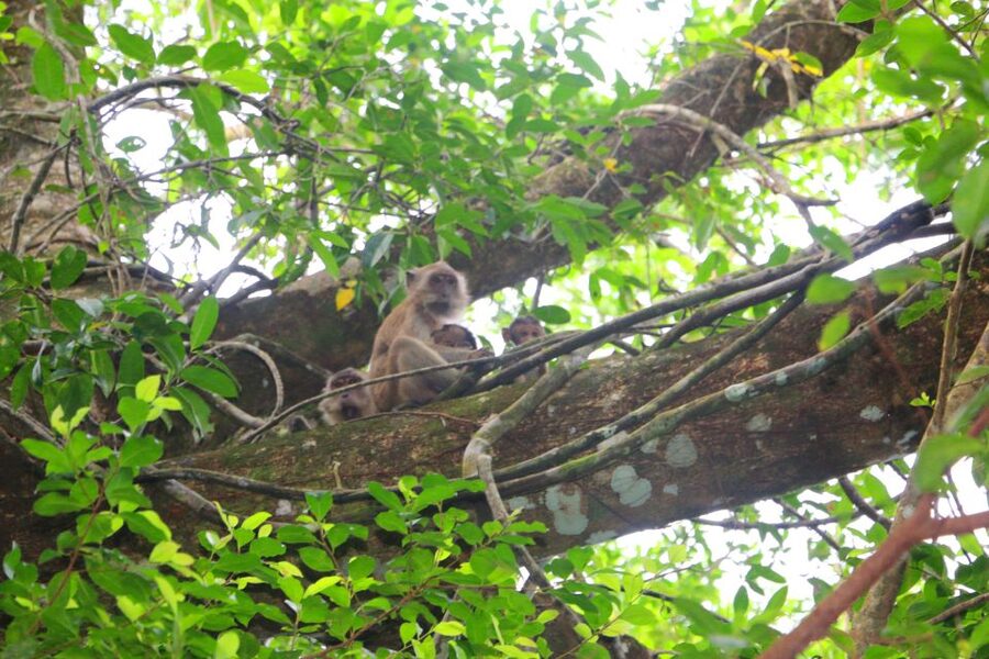 Khao Lak: Sri Phang Nga Canoe and Tam Nang Waterfall Tour - Canoeing through the Little Amazon