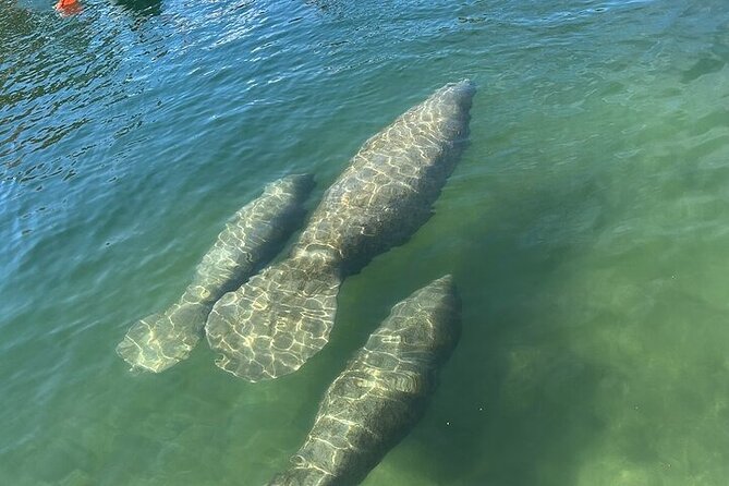 Kings Bay Manatee Watching Cruise - Searching the coves for manatees