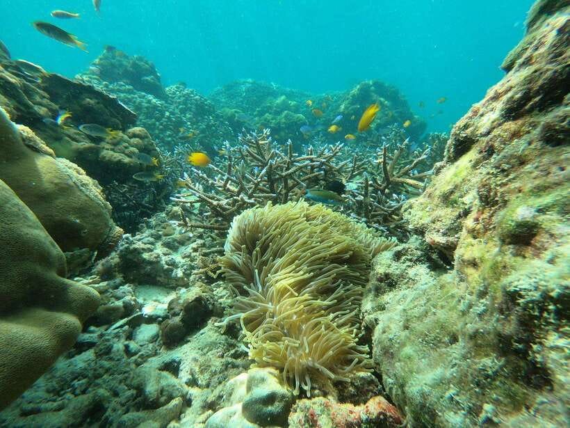 Koh Phi Phi: Early Morning Maya Bay, Bamboo Speedboat Tour - Key points to know before booking