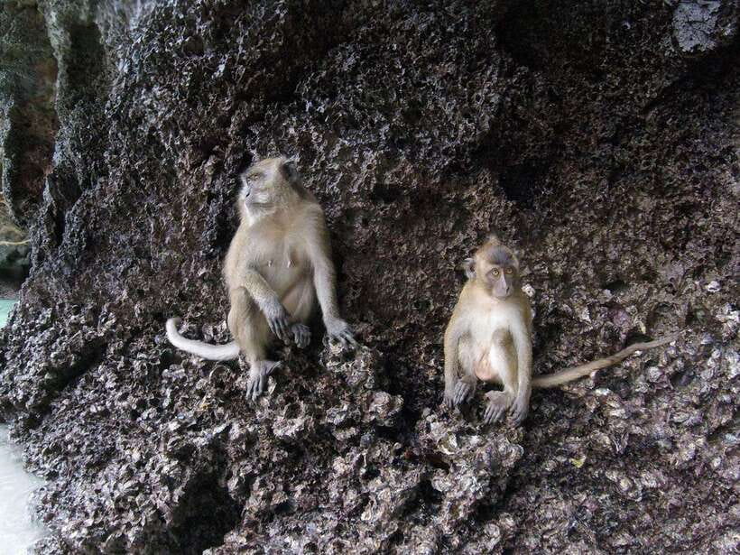 Koh Phi Phi: Early Morning Maya Bay, Bamboo Speedboat Tour - Viking Cave and Monkey Beach
