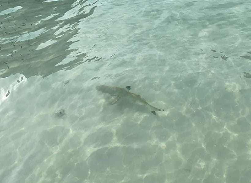 Koh Phi Phi: Halfday Maya Bay Sunset & Plankton by Speedboat - Shark Point offers a chance to swim