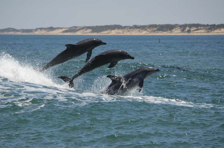 Koombana Bay: Dolphin Eco Cruise - Key points to know before you book