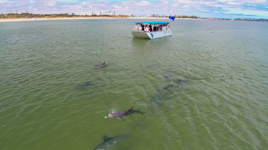 Koombana Bay: Dolphin Eco Cruise - Why this cruise works in Koombana Bay