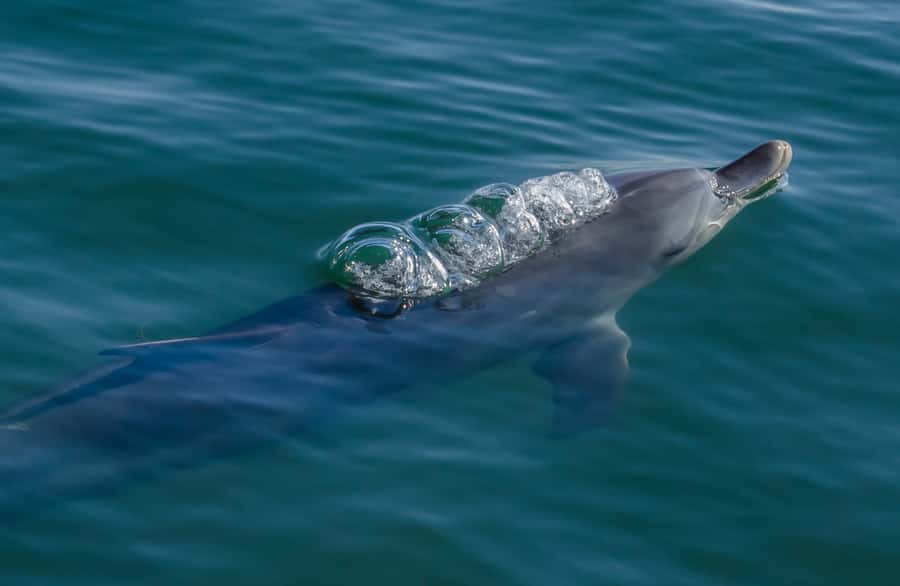 Koombana Bay: Dolphin Eco Cruise - The 60 to 90 minutes on the water