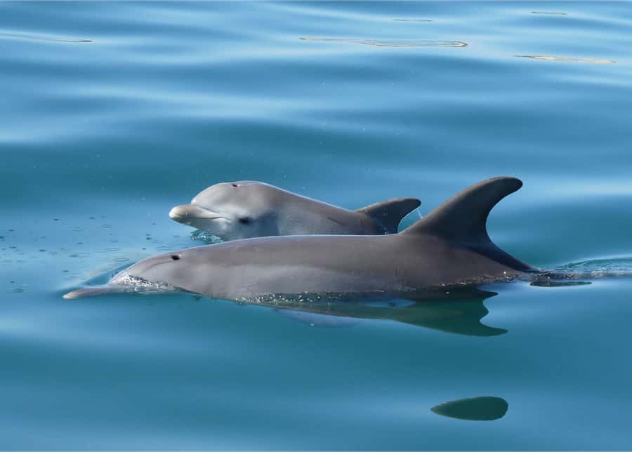 Koombana Bay: Dolphin Eco Cruise - Watching dolphins without a staged show