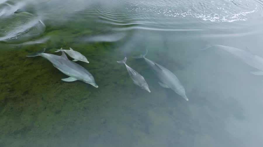 Koombana Bay: Dolphin Eco Cruise - Who will enjoy this most?
