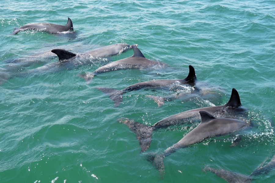 Koombana Bay: Dolphin Eco Cruise - Practical planning for your day