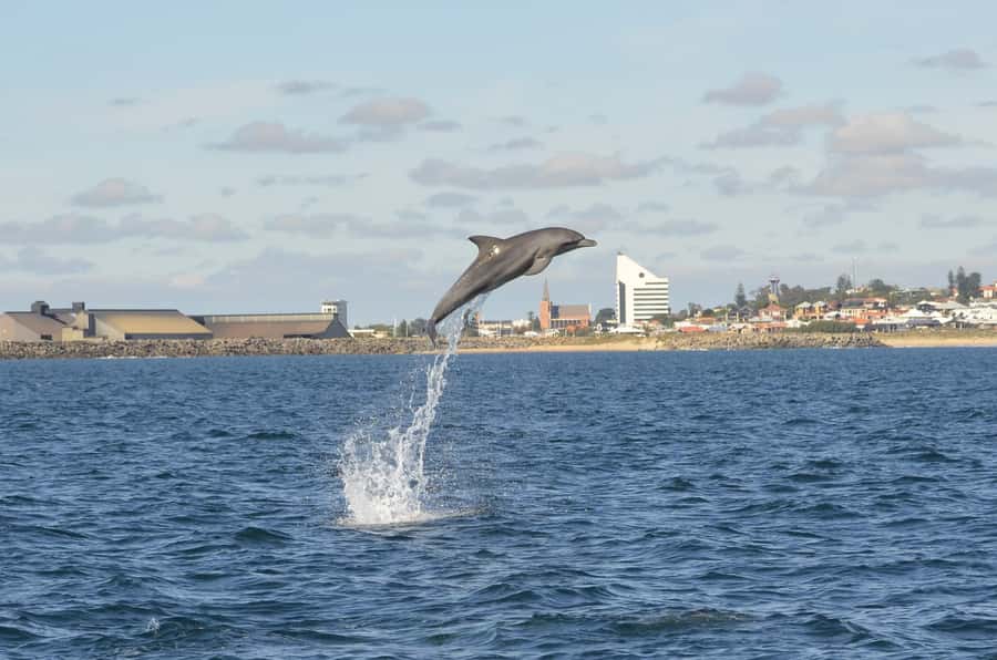 Koombana Bay: Dolphin Eco Cruise - Starting at the Dolphin Discovery Centre