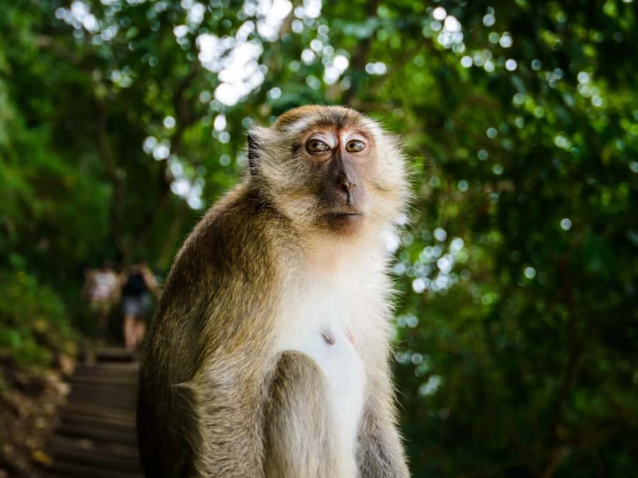 Krabi: James Bond Island Tour & Phang Nga by Longtail Boat - What to bring for a smoother day