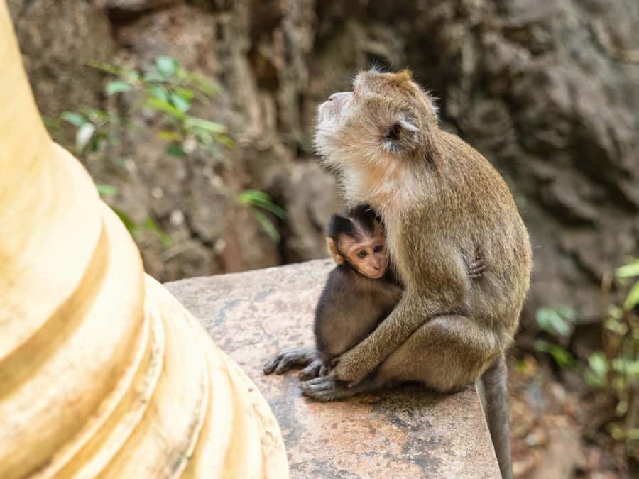 Krabi: James Bond Island Tour & Phang Nga by Longtail Boat - Lunch above the sea at Koh Panyee