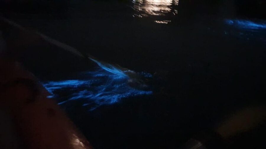 Lan Ha Bay: Sunset & Plankton Bioluminescent Night Kayaking - The $37 price and what it includes