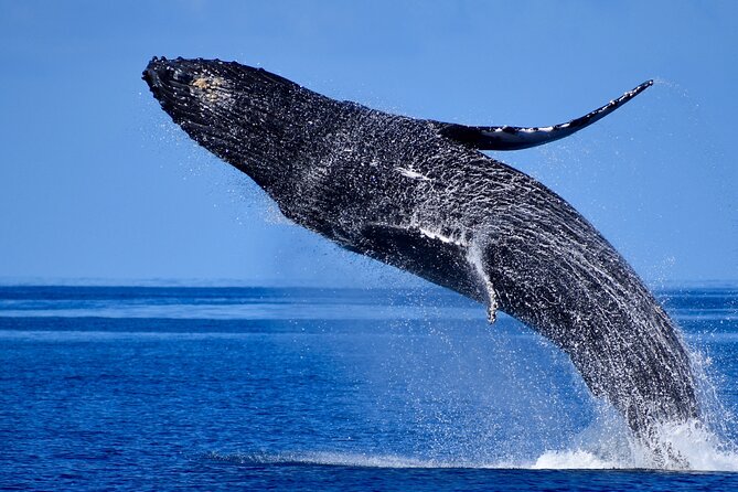 Late Morning Whale Watch Cruise on Seasmoke - Key points to know before booking