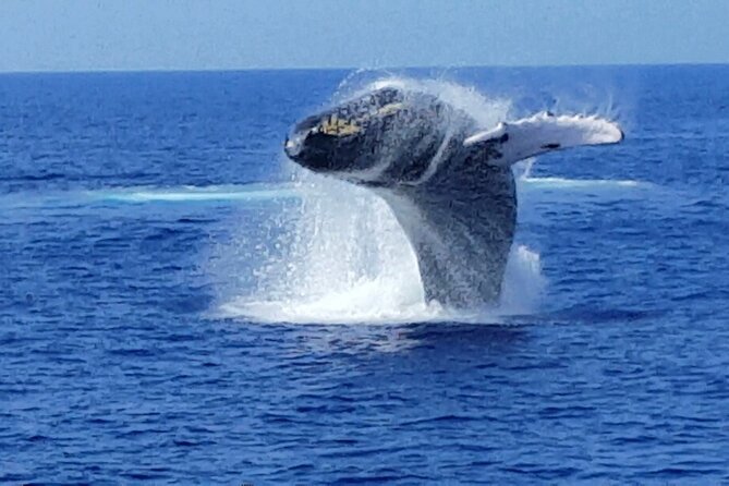 Late Morning Whale Watch Cruise on Seasmoke - Snacks, drinks, and the value of the $125 price