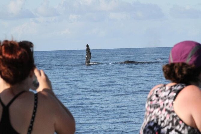 Late Morning Whale Watch Cruise on Seasmoke - Wind, spray, and what to wear