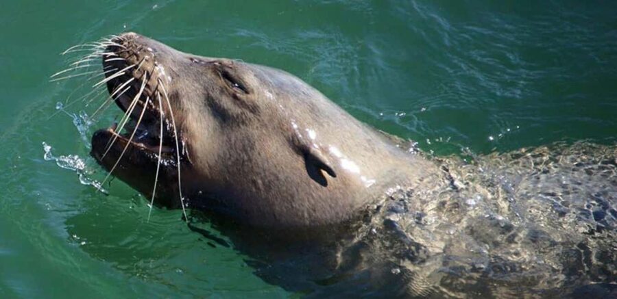Long Beach: Sightseeing Harbor Cruise - The Aquarium of the Pacific and the Queen Mary