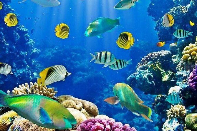Luxury Cruise to Orange Bay and paradise island Trip-Hurghada - Orange Bay’s white sand and clear shallows
