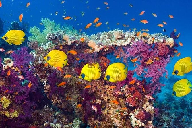 Luxury Cruise to Orange Bay and paradise island Trip-Hurghada - Snorkeling over Red Sea coral