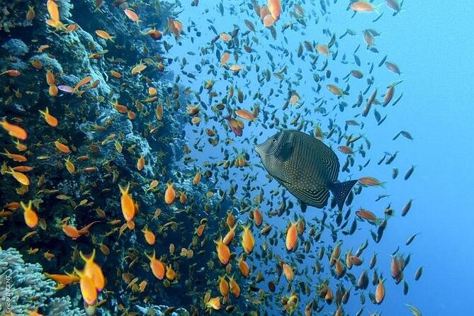 Luxury Cruise to Orange Bay and paradise island Trip-Hurghada - What the $27.96 price really covers
