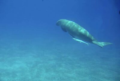 Makadi Bay: Royal Seascope Submarine Cruise & Snorkel stop