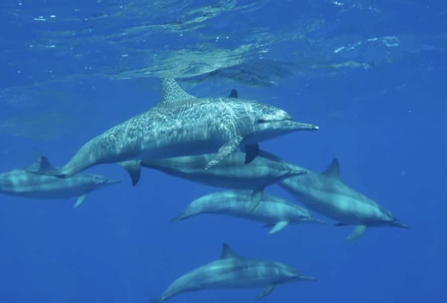 Makadi Bay: Royal Seascope Submarine Cruise & Snorkel stop - The return to Makadi Bay