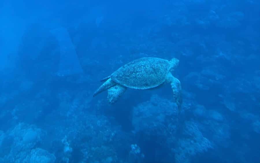 Marsa Alam: Nefertari Sunset Turtle Bay Cruise with Dinner - The underwater deck is the easiest way to see the reef