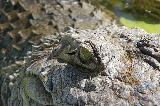 Miami and Everglades Adventure: Airboat & Bay Cruise Combo - Who will get the most from this combo