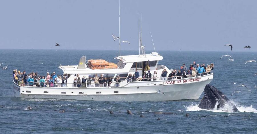 Monterey: Monterey Bay Dolphin and Whale Watching Boat Tour - Key points at a glance
