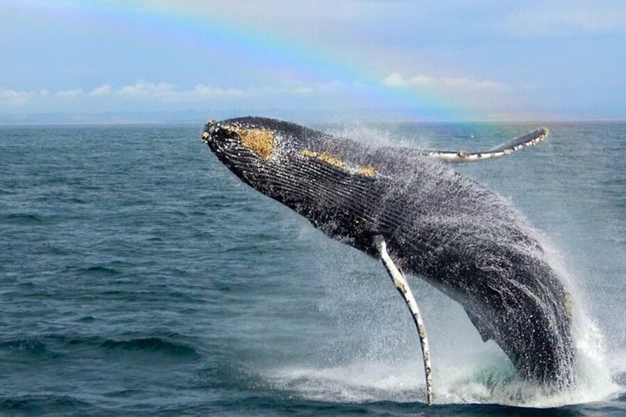 Monterey: Monterey Bay Dolphin and Whale Watching Boat Tour - What the captain and naturalist add