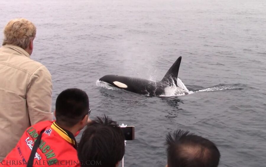 Monterey: Monterey Bay Dolphin and Whale Watching Boat Tour - Three hours is a useful length