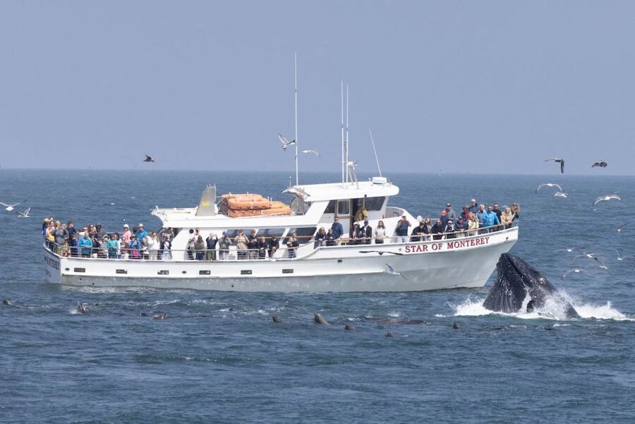 Monterey: Monterey Bay Dolphin and Whale Watching Boat Tour - Across the bay’s shallow wildlife zone
