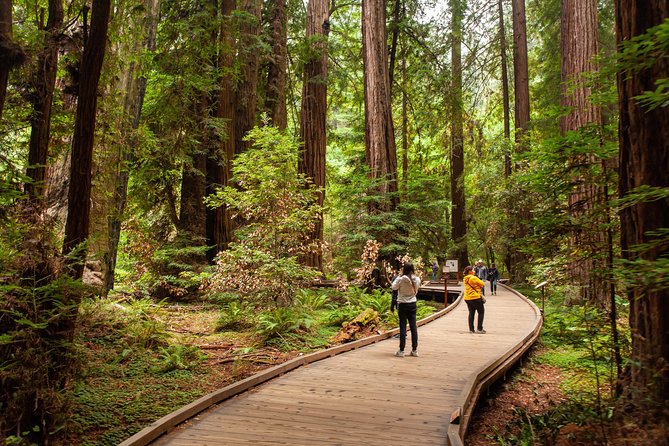Muir Woods and Sausalito Tour Plus Bay Cruise - One hour in Sausalito