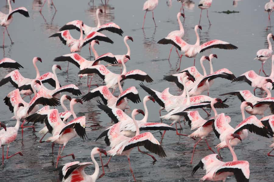 Namibia; Classic Sandwich Harbour Tour - From Swakopmund to Bird Island