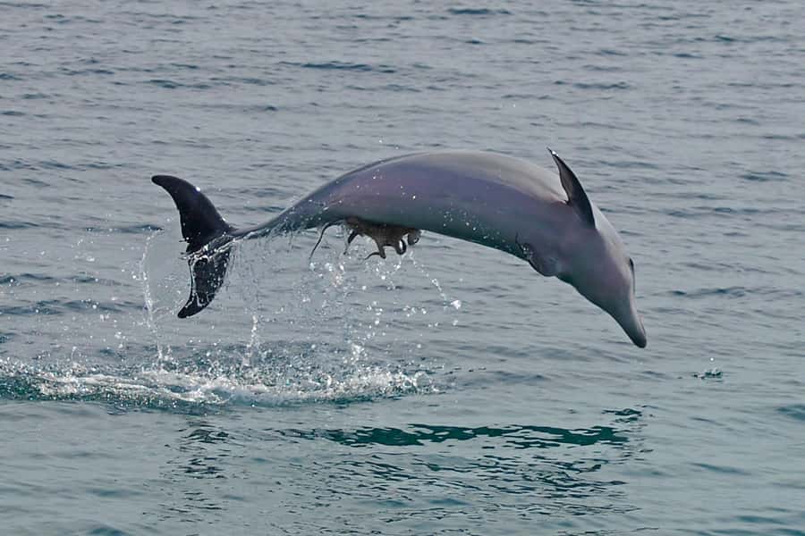 Nelson Bay: Dolphin Watch Cruise and Sail - Setting out from d’Albora Marina Nelson Bay