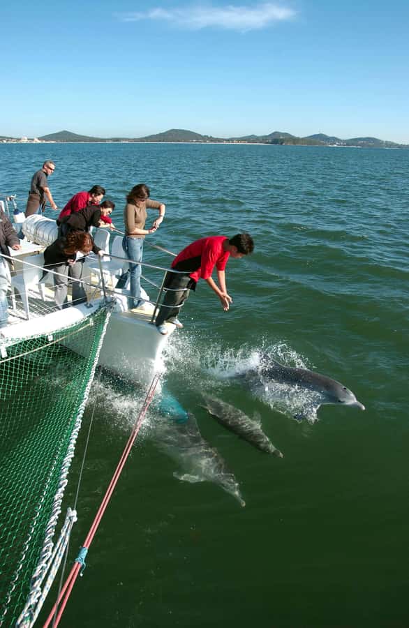 Nelson Bay: Dolphin Watch Cruise and Sail - Choosing between the deck, bow-net, and boom-net