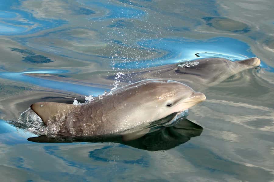 Nelson Bay: Dolphin Watch Cruise and Sail - Should you book Imagine Cruises?