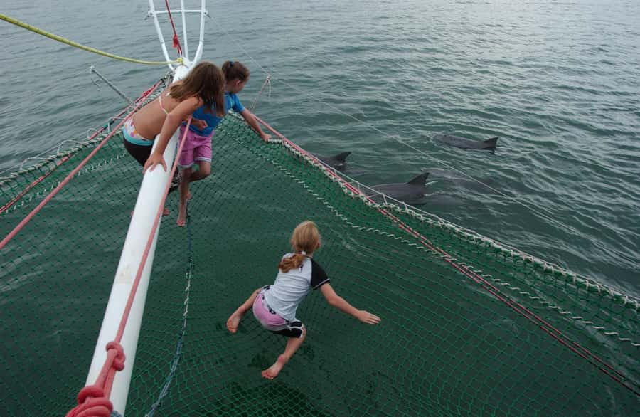 Nelson Bay: Dolphin Watch Cruise and Sail - Looking for Port Stephens bottlenose dolphins